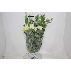 LISIANTHUS MEGALO II YELLOW 060 CM