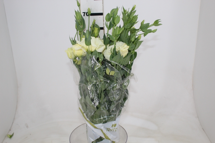 <h4>LISIANTHUS MEGALO II YELLOW 060 CM</h4>