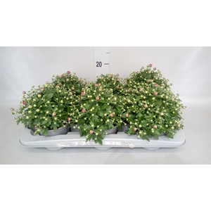 Chrysanthemum  'GardM Rose'