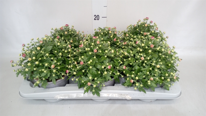 <h4>Chrysanthemum  'GardM Rose'</h4>