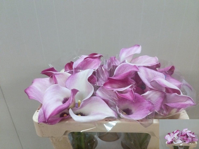 <h4>ZANT FANTASIA</h4>