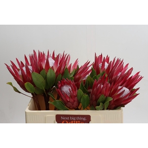 Protea Cynaroides Madiba