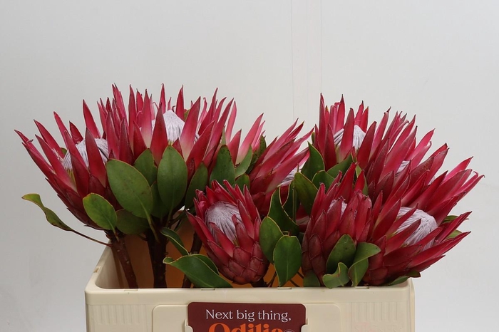 Protea Cynaroides Madiba