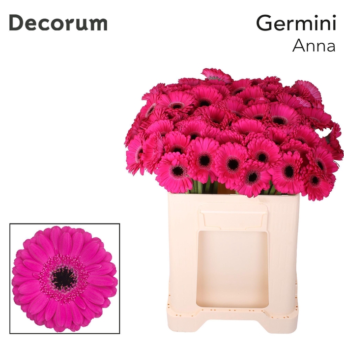 <h4>Germini Anna Water</h4>