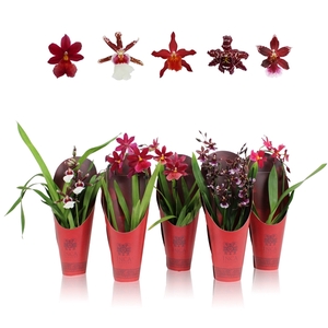 Inca Cambria Red Beauty mix 1 spike incl. cascade 9cm in luxury cover