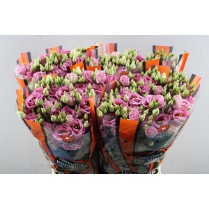 Eust G Rosita Rose P