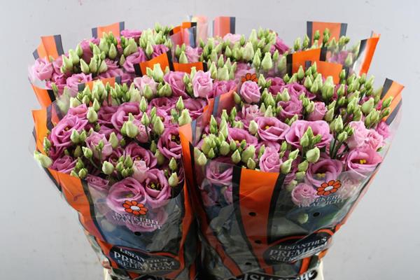 <h4>Eust G Rosita Rose P</h4>
