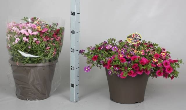 <h4>CALIB MINIF GEM POT</h4>