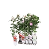 arr8 Rosa Ov Mixtray