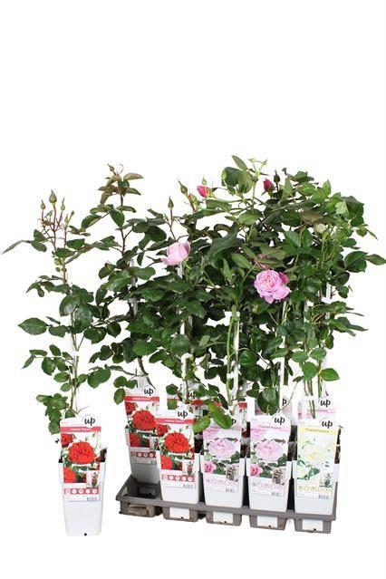 arr8 Rosa Ov Mixtray