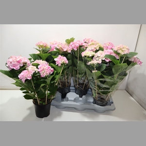 Hydr M Hovaria Pink Flame