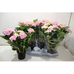 arr8 Hydr M Hovaria Pink Flame