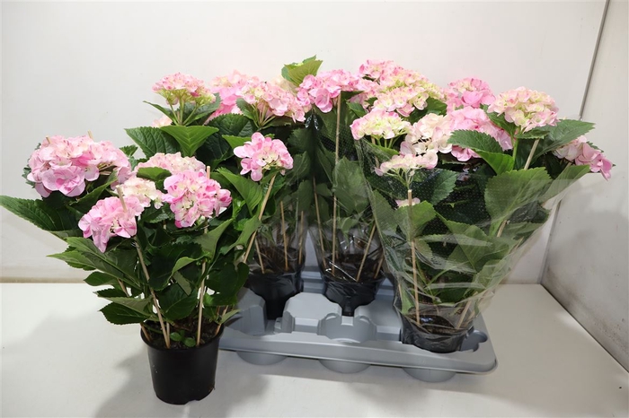 <h4>Hydr M Hovaria Pink Flame</h4>