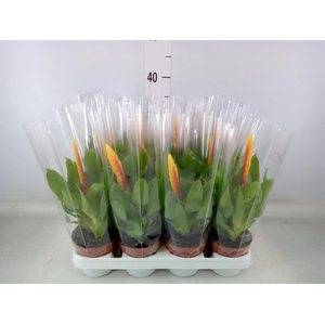 Vriesea  'Delphinus'