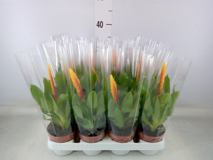 <h4>Vriesea  'Delphinus'</h4>