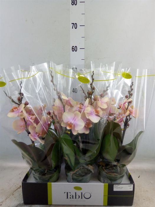 <h4>Phalaenopsis   ...yellow</h4>