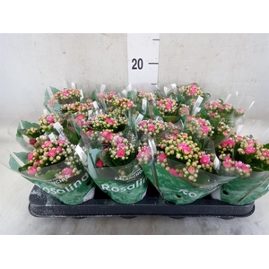 Kalanchoe blos. 'RosDon Nando'