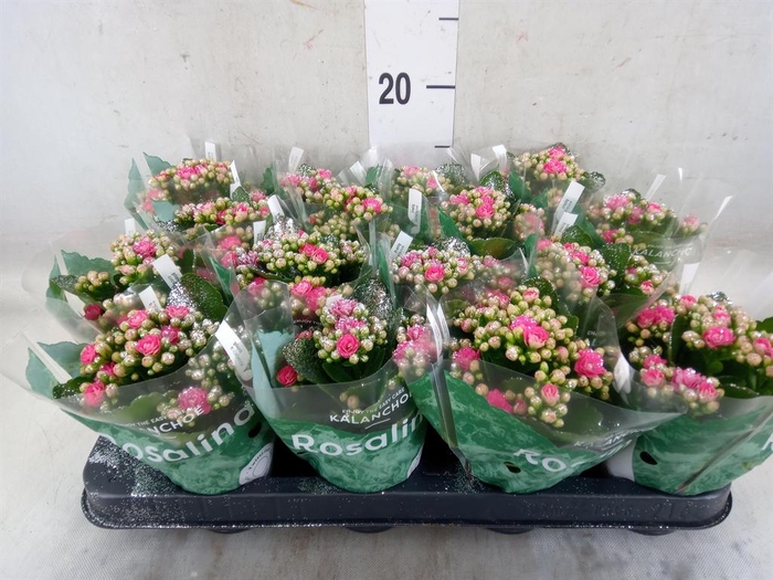 <h4>Kalanchoe blos. 'RosDon Nando'</h4>