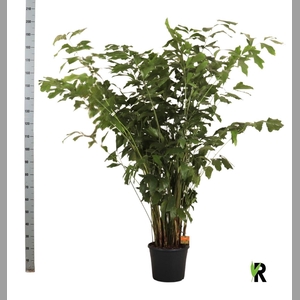 CARYOTA MITIS