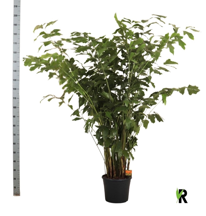 <h4>CARYOTA MITIS</h4>