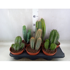 Cactus   ...