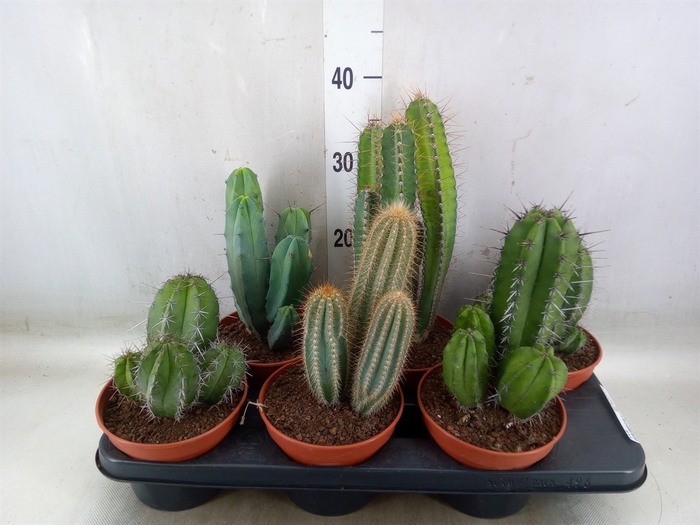 <h4>Cactus   ...</h4>