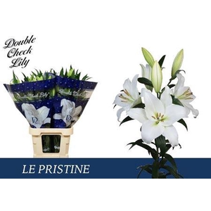LI OT LE PRISTINE 2