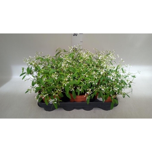 Euphorbia hyperic. 'Diamond Frost'