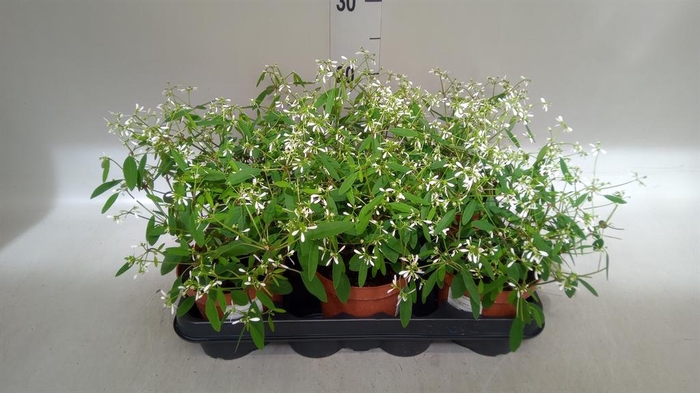 <h4>Euphorbia hyperic. 'Diamond Frost'</h4>
