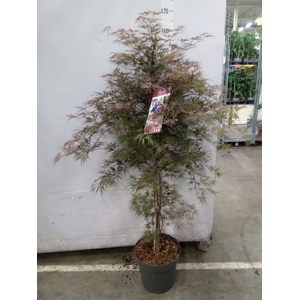 Acer palmatum