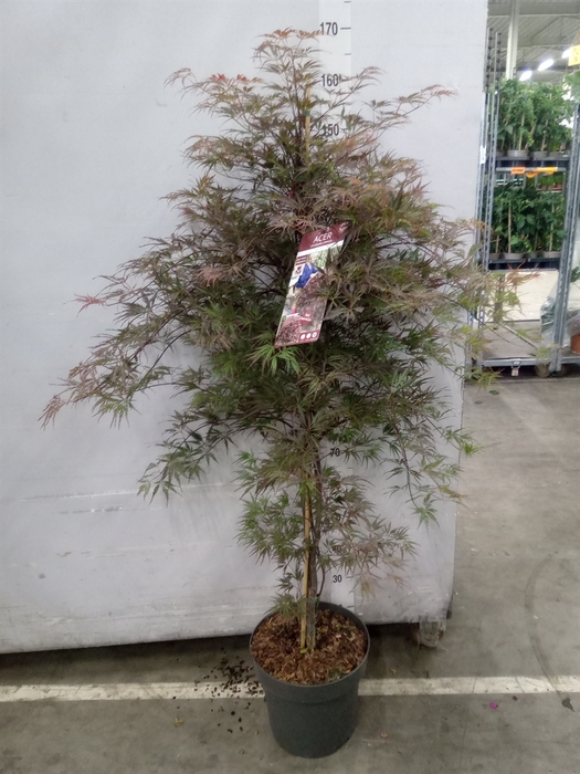 <h4>Acer palmatum</h4>