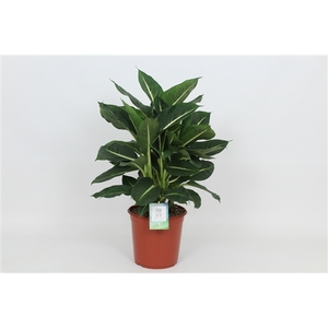 Purify Dieffenbachia Green Magic 24 cm