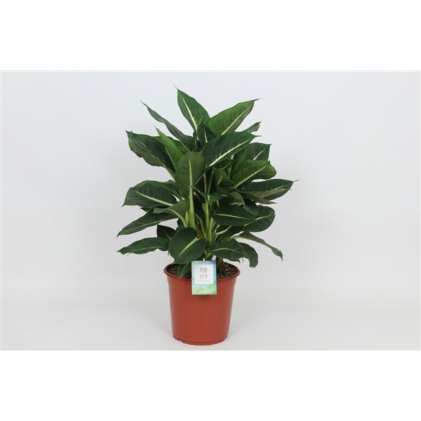 <h4>Purify Dieffenbachia Green Magic 24 cm</h4>