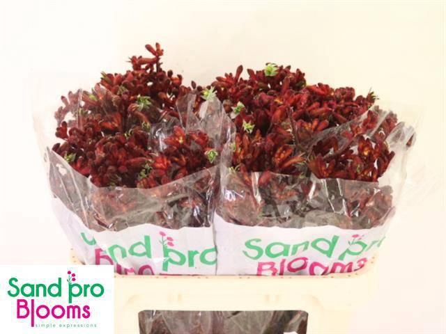 <h4>ANIGOZ EARLY SPRING</h4>