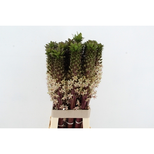 EUCOMIS GVR XL