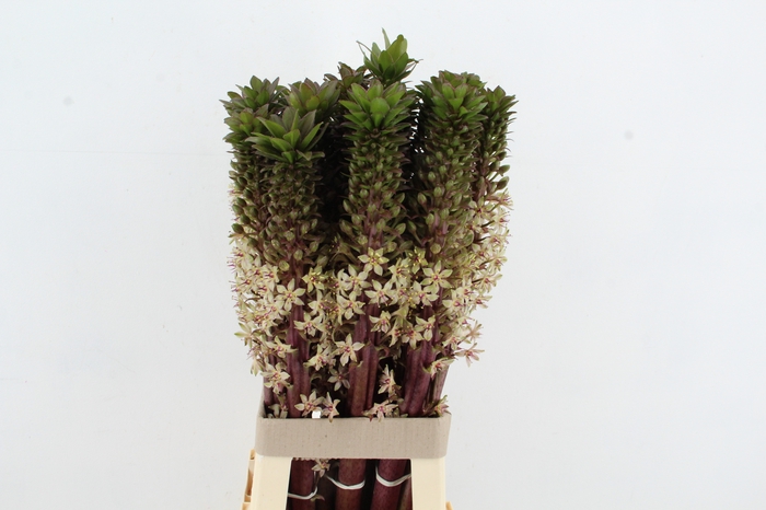 <h4>EUCOMIS GVR XL</h4>