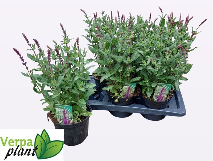 <h4>SALVIA NEMOROSA</h4>