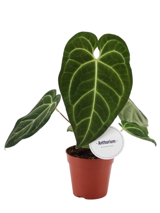 <h4>Anthurium blad</h4>