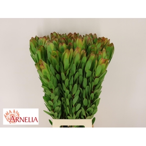 LEUCAD SAF GOLDSTRIK