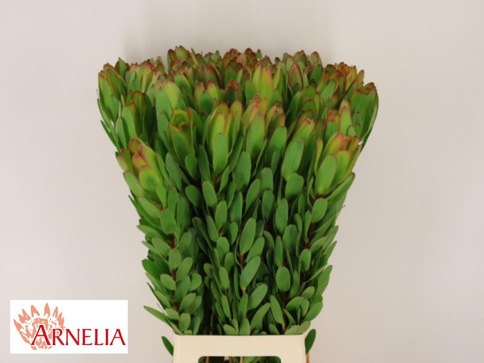 <h4>LEUCAD SAF GOLDSTRIK</h4>