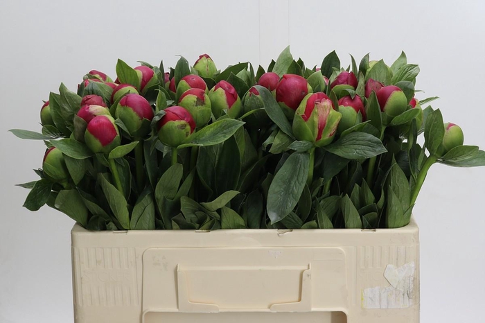 <h4>Paeonia Belgravia</h4>