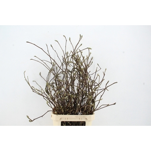 MAGNOLIA GRANDIFLORA X30