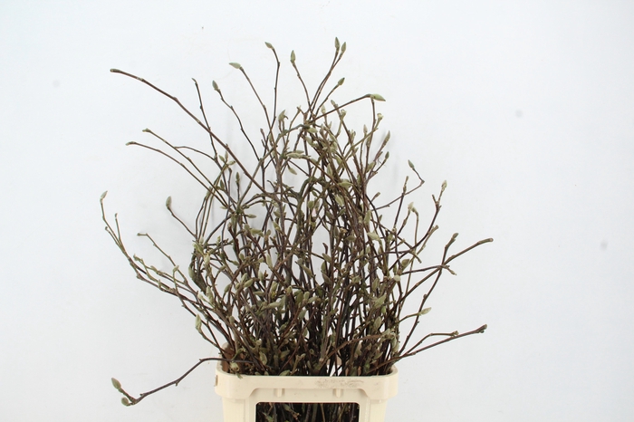 <h4>MAGNOLIA GRANDIFLORA X30</h4>