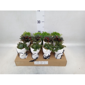 Arr.   Kamerplant Groen L%