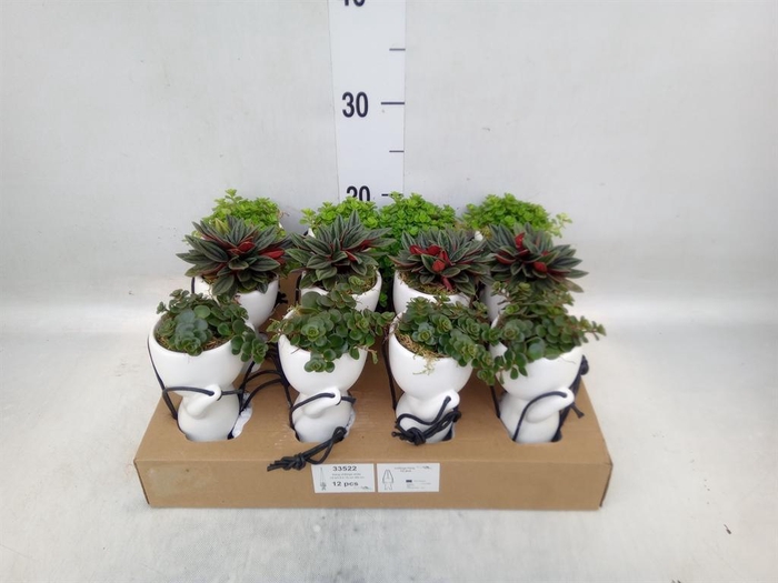 <h4>Arr.   Kamerplant Groen L%</h4>