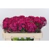 Dianthus Br Kiwi Fuchsia XXL