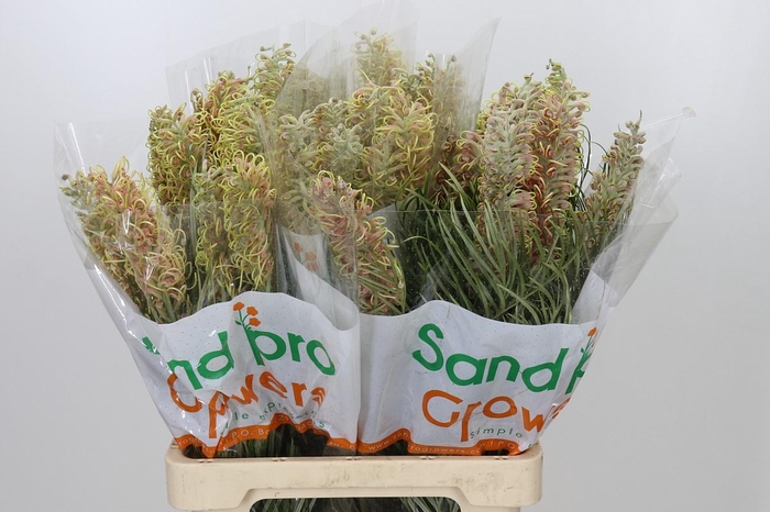 <h4>Grevillea Cal Gem</h4>