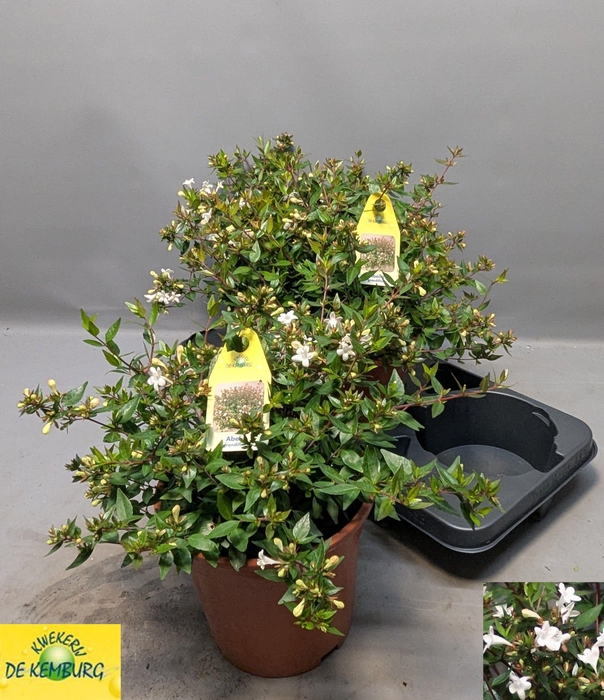 <h4>ABEL GRANDIFLORA</h4>