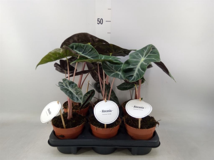 <h4>Alocasia   ...</h4>