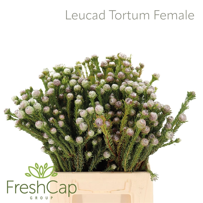 <h4>Leucad Tortum Female</h4>